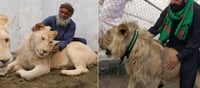 Pakistani govt allows people to keep lions, tigers, cheetah as pets by paying...